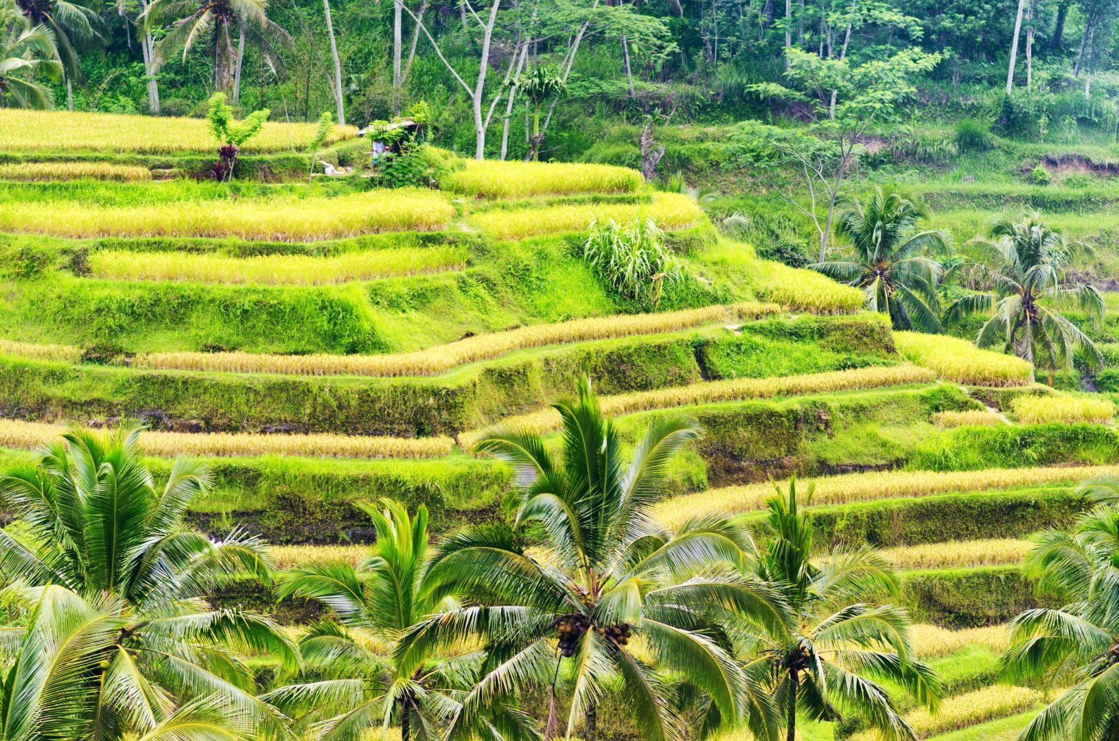 Rizsteraszok, Tabanan, Bali