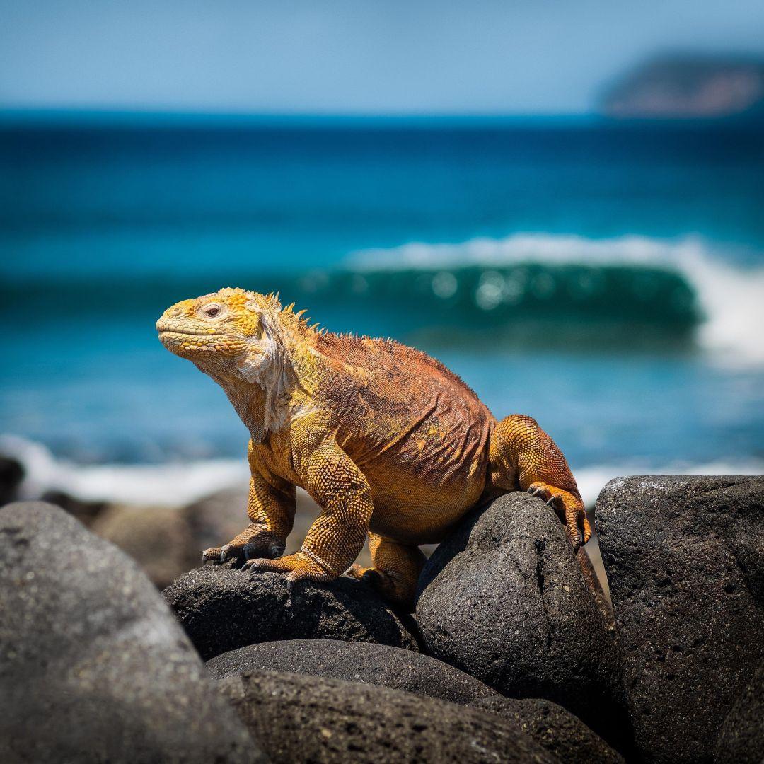 Sz&aacute;razf&ouml;ldi igu&aacute;na a Gal&aacute;pagos-szigeteken t&uuml;rkizk&eacute;k tengerrel a h&aacute;tt&eacute;rben