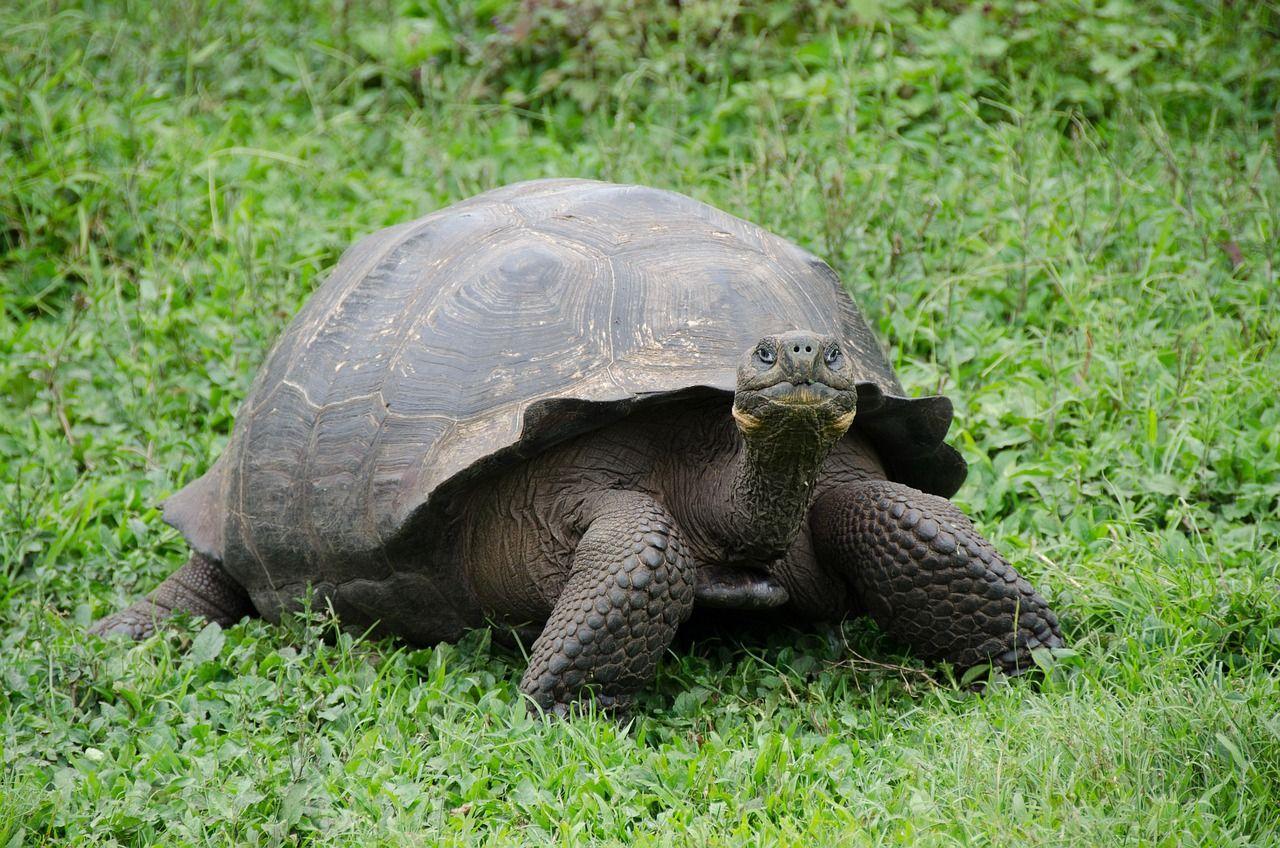 Gal&aacute;pagos &oacute;ri&aacute;steknős a szigetek z&ouml;ld n&ouml;v&eacute;nyzet&eacute;ben