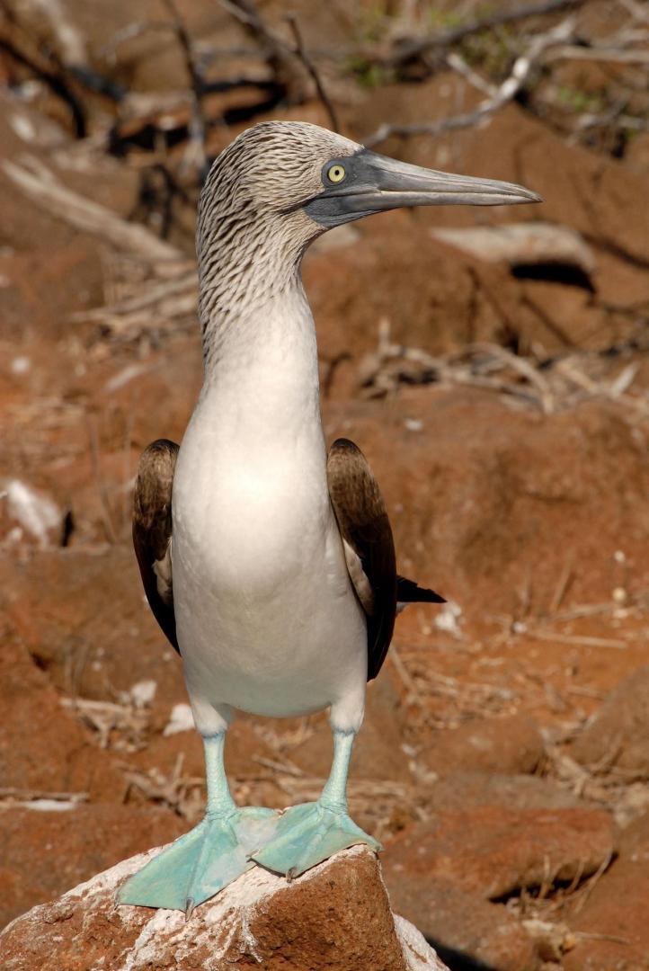 K&eacute;kl&aacute;b&uacute; szula a Gal&aacute;pagos-szigeteken