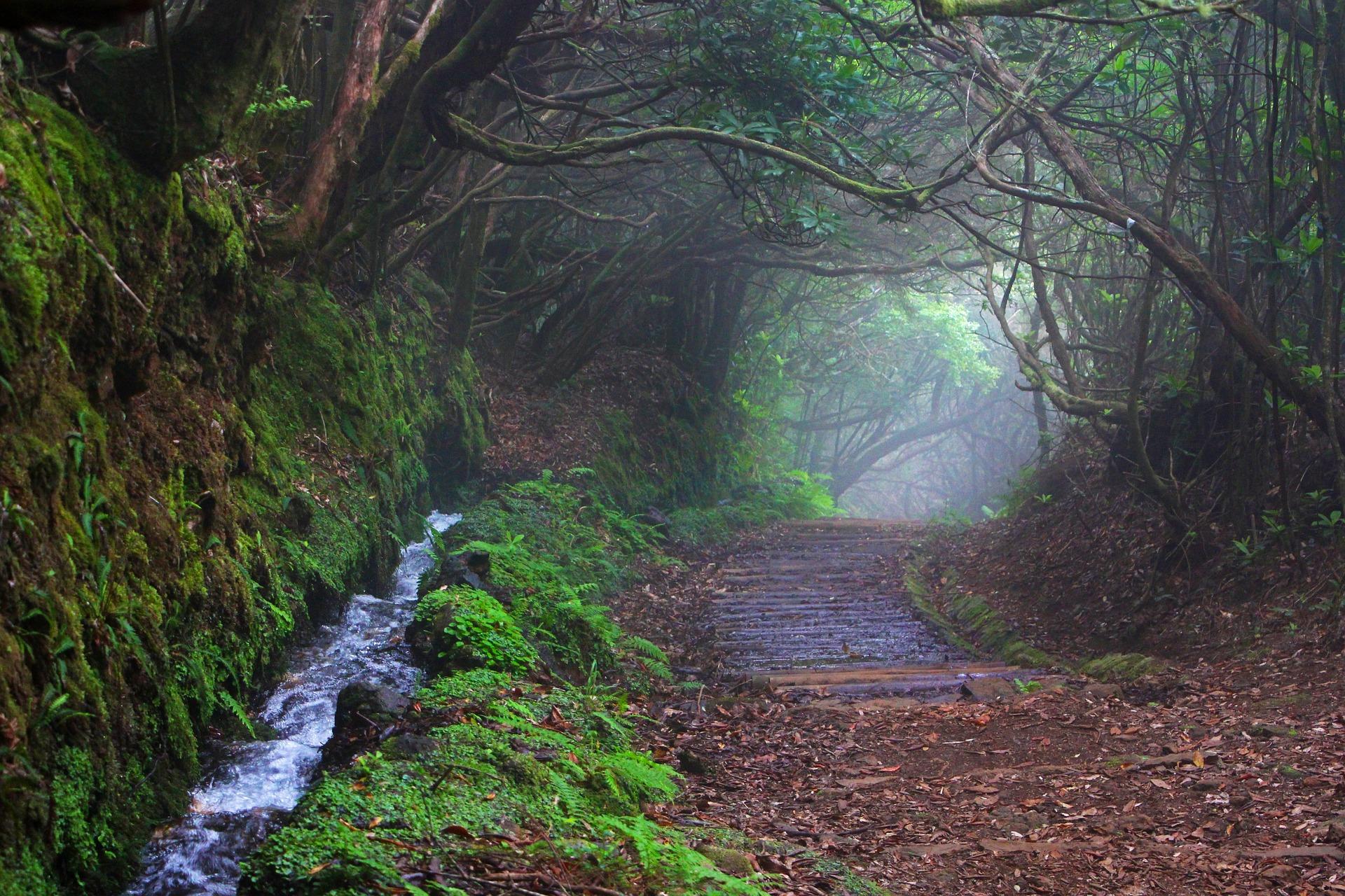 Moh&aacute;s erdei levada &ouml;sv&eacute;ny Madeira hegyvid&eacute;k&eacute;n