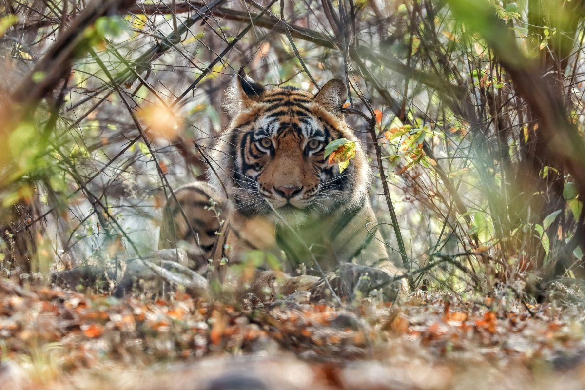 Beng&aacute;li tigris az aljn&ouml;v&eacute;nyzetben a Ranthambore Nemzeti Parkban, India