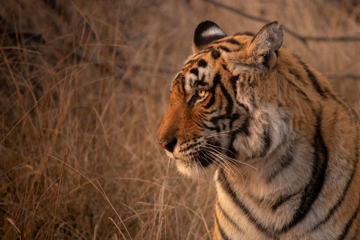 Beng&aacute;li tigris a Ranthambore Nemzeti Parkban, India
