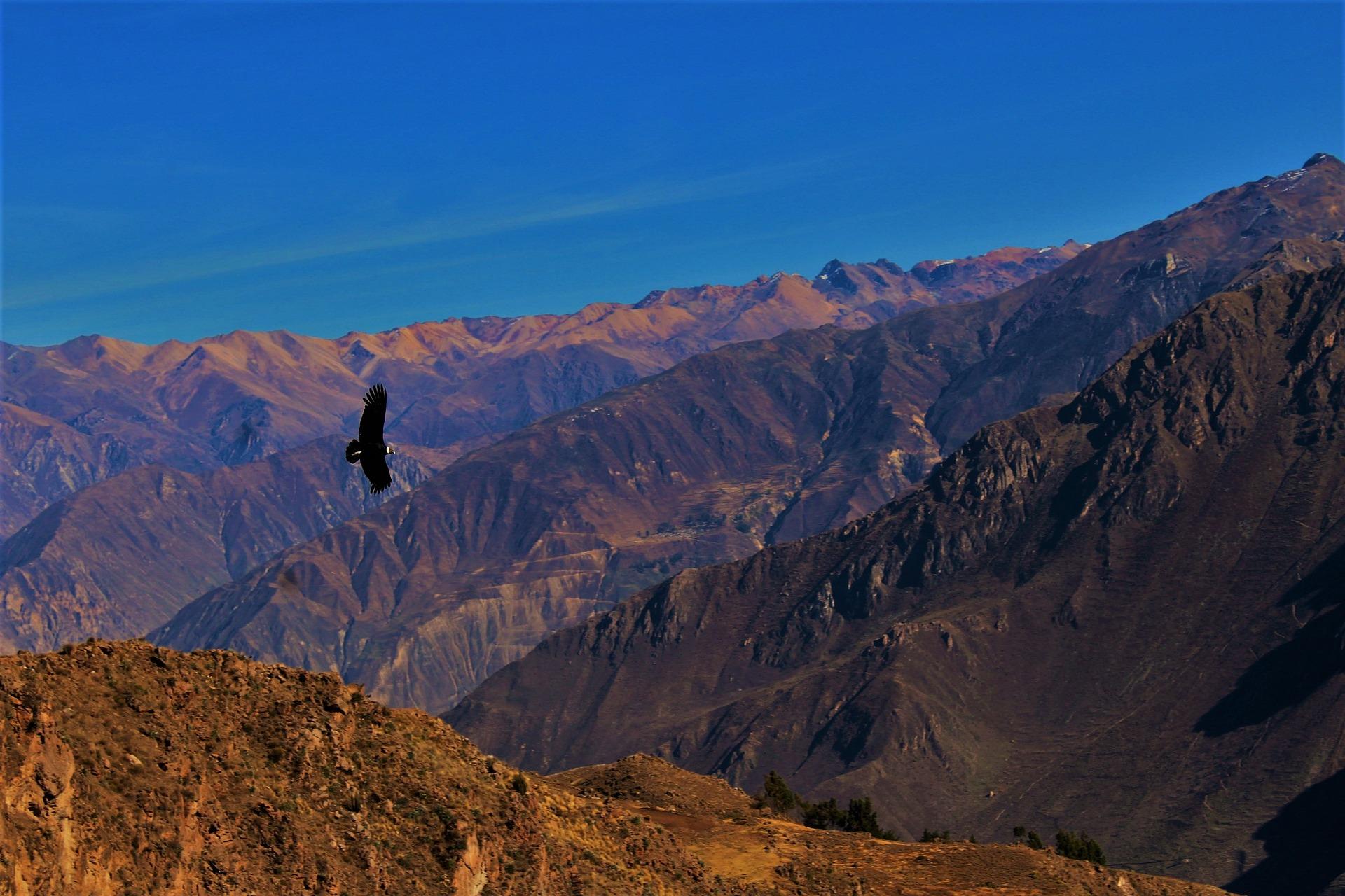 Andoki kondor rep&uuml;l a Colca-kanyon f&ouml;l&ouml;tt Peruban