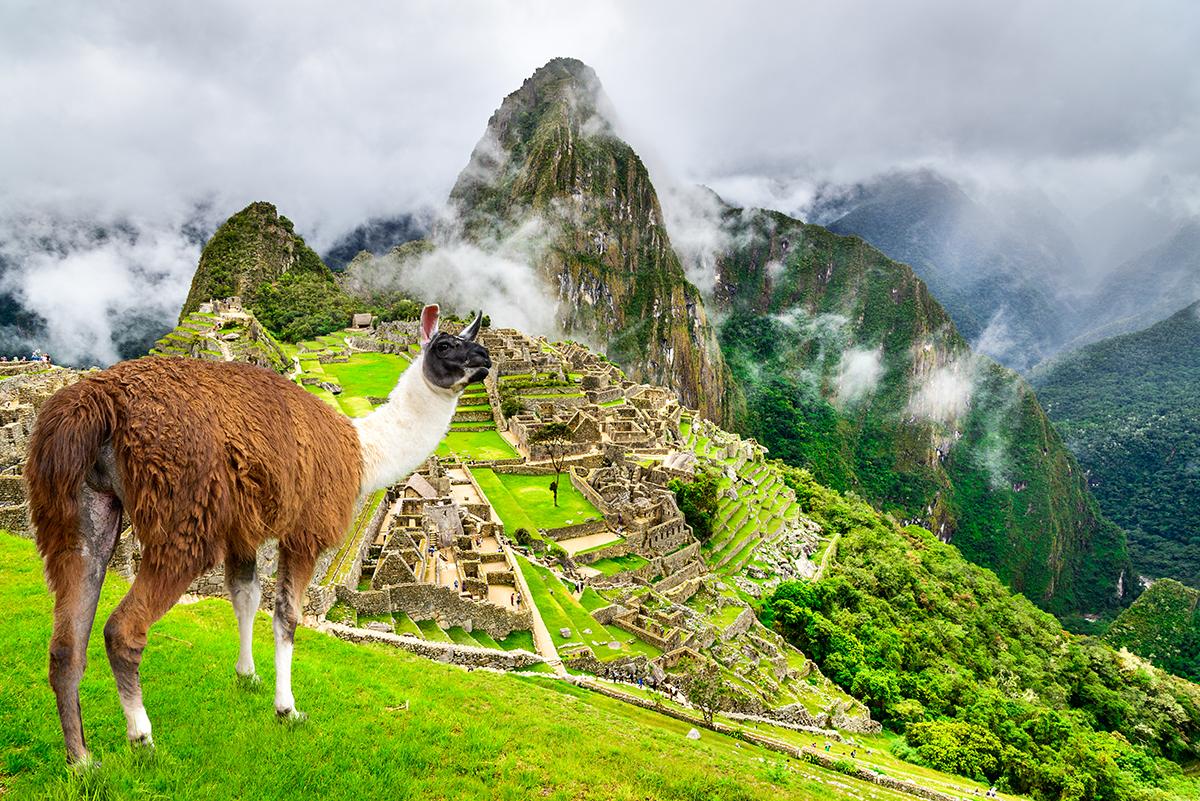 L&aacute;ma a Machu Picchu inka romv&aacute;rosa előtt az Andokban Peruban