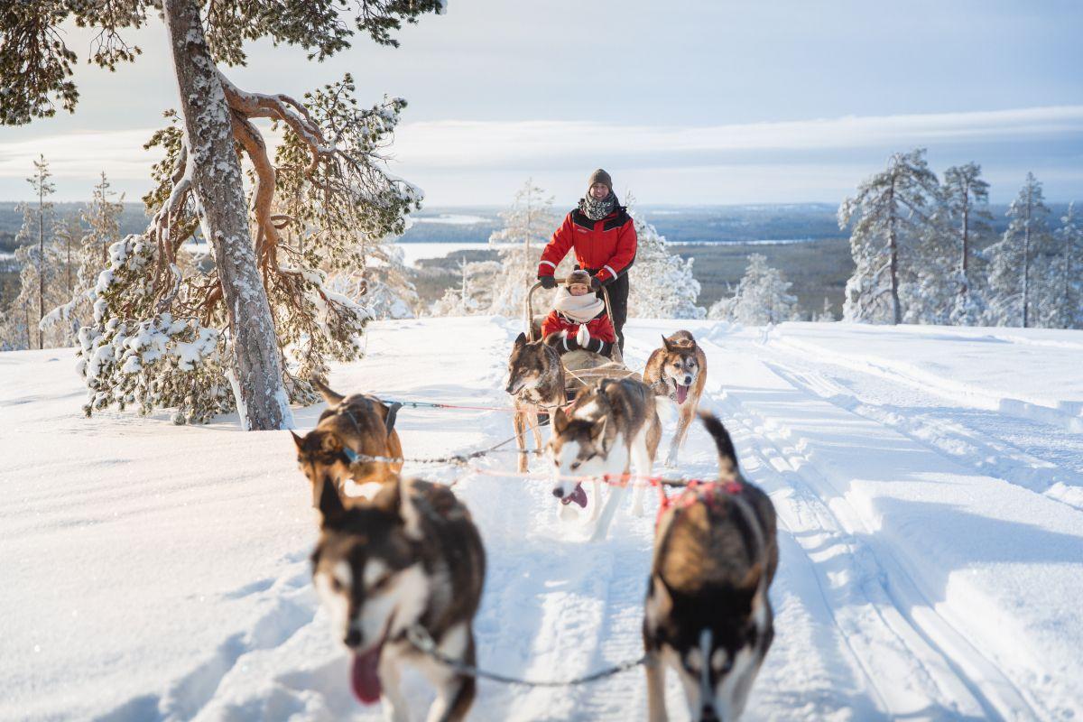 Gyerek huskykkal ismerkedik a lappf&ouml;ldi h&oacute;ban