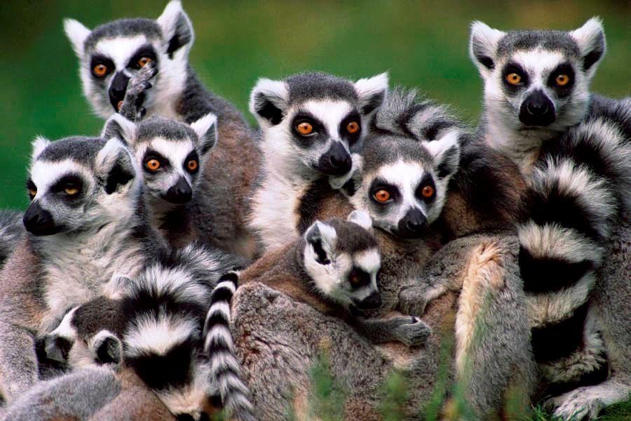 Katta makik csoportja Madagaszk&aacute;ron