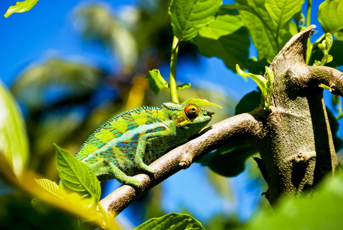 P&aacute;rduckam&eacute;leon egy &aacute;gon Madagaszk&aacute;ron