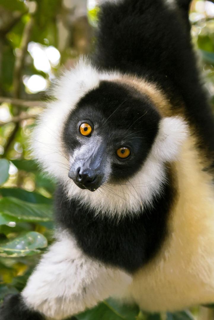 Fekete-feh&eacute;r vari maki k&ouml;zelről Madagaszk&aacute;ron