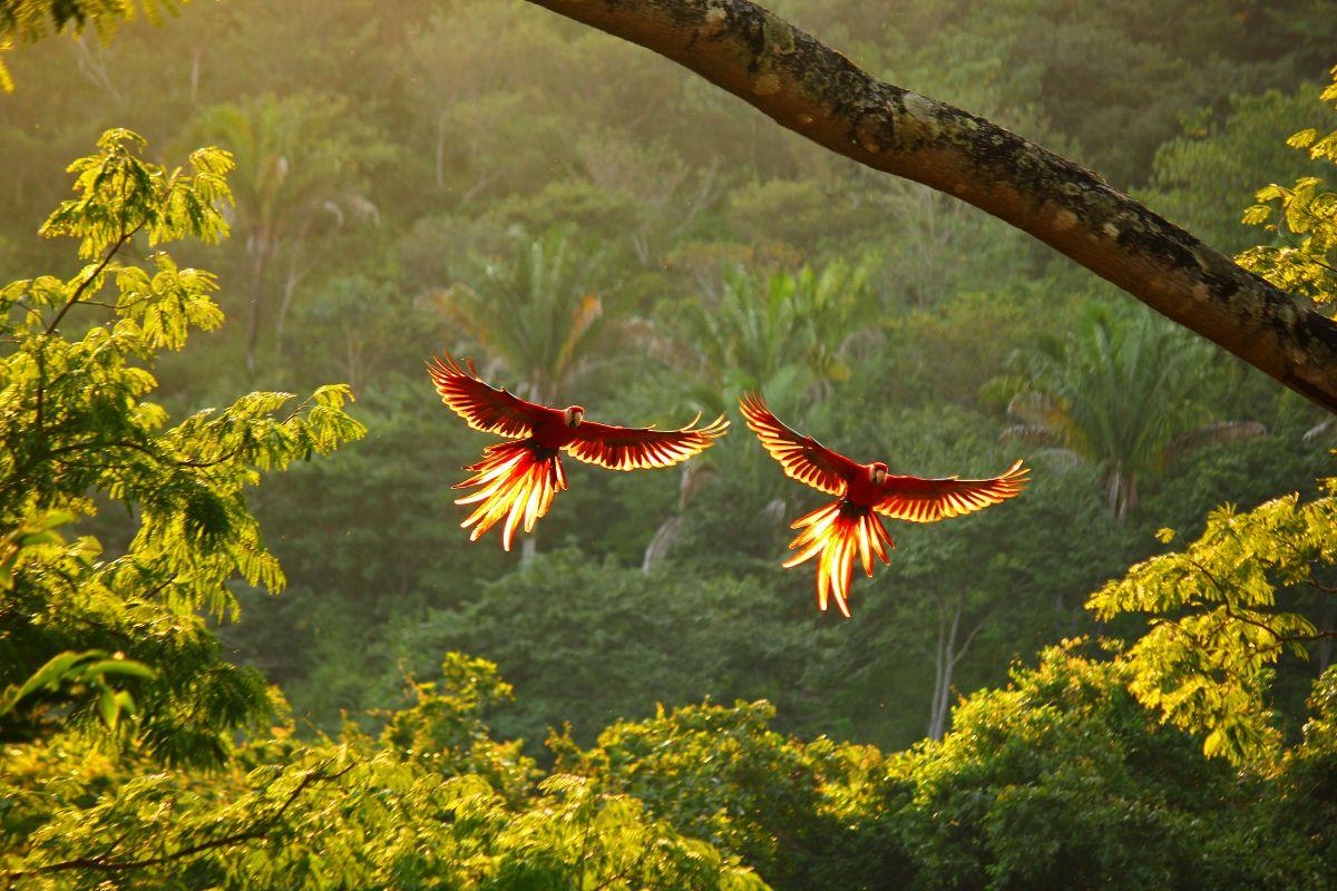 Arapapag&aacute;jok rep&uuml;lnek Costa Rica tr&oacute;pusi esőerdeje felett
