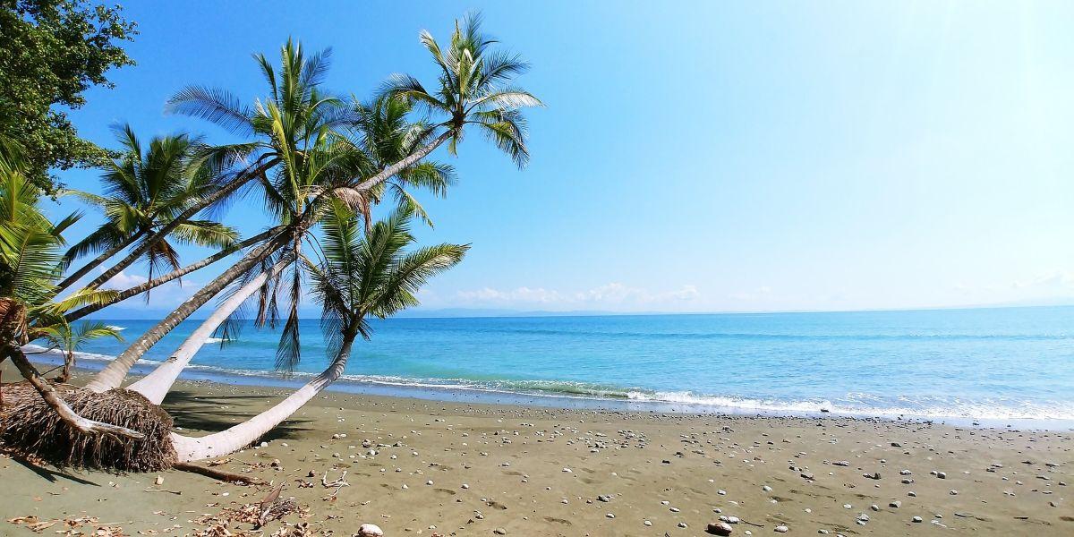 Tr&oacute;pusi tengerpart p&aacute;lmaf&aacute;kkal Costa Rica karibi partvid&eacute;k&eacute;n