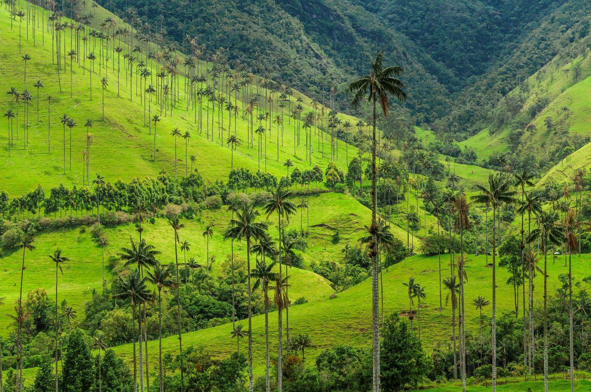 A Cocora-v&ouml;lgy magas viaszp&aacute;lm&aacute;i Kolumbia k&aacute;v&eacute;vid&eacute;k&eacute;n