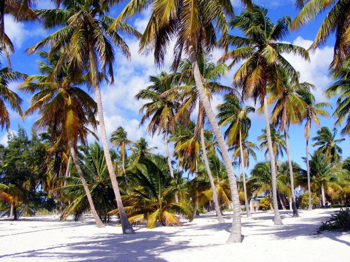 Feh&eacute;r homokos p&aacute;lmaf&aacute;s strand a Dominikai K&ouml;zt&aacute;rsas&aacute;gban